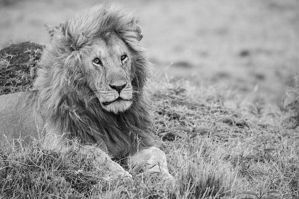 Hopkins, Cindy Miller 아티스트의 Africa-Kenya-Northern Serengeti Plains-Maasai Mara-Male lion작품입니다.